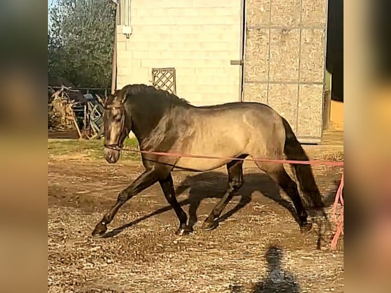 Andalou Étalon 8 Ans 162 cm Buckskin in Milano