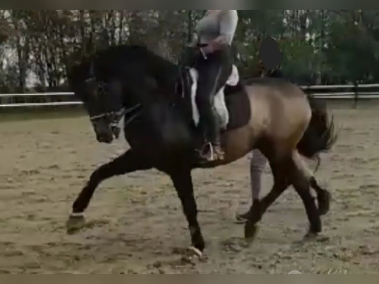 Andalou Étalon 8 Ans 162 cm Buckskin in Milano