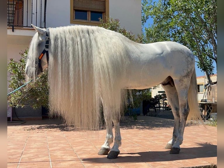 Andalou Étalon 8 Ans 163 cm Gris in Pozoblanco