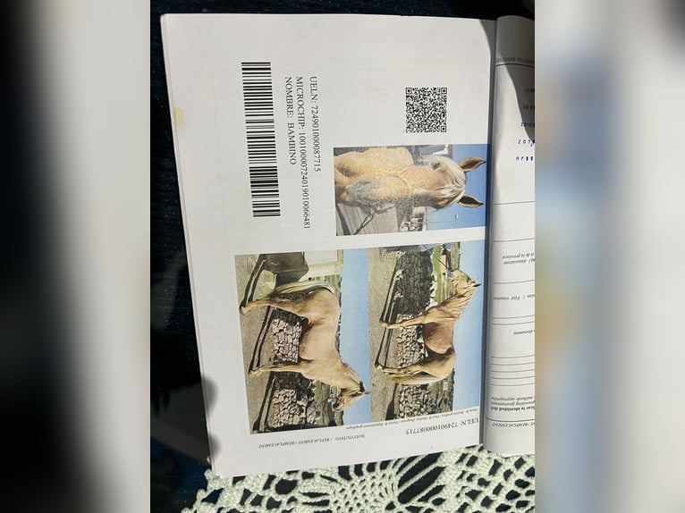 Andalou Étalon 8 Ans 163 cm Palomino in Galaroza (Huelva)