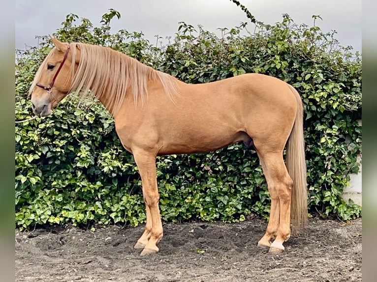 Andalou Étalon 8 Ans 163 cm Palomino in Galaroza (Huelva)