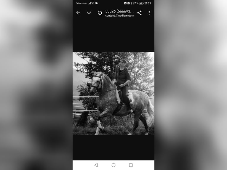 Andalou Étalon 8 Ans 164 cm Peut devenir gris in Aitrang