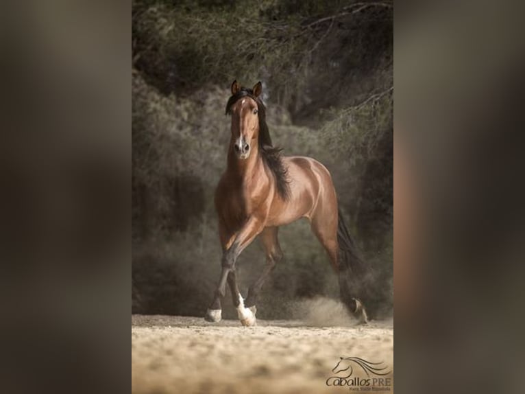 Andalou Étalon 8 Ans 168 cm Bai in Barcelona