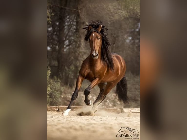 Andalou Étalon 8 Ans 168 cm Bai in Barcelona