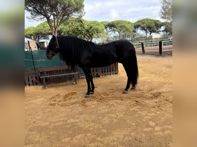 Andalou Étalon 8 Ans 169 cm in Cazorla