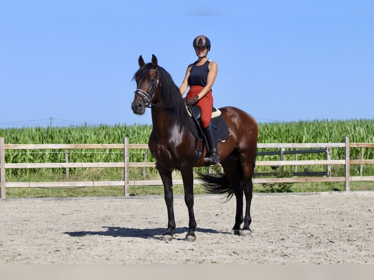 Andalou Étalon 9 Ans 162 cm Bai brun foncé in Bogaarden