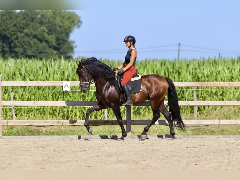 Andalou Étalon 9 Ans 162 cm Bai brun foncé in Bogaarden