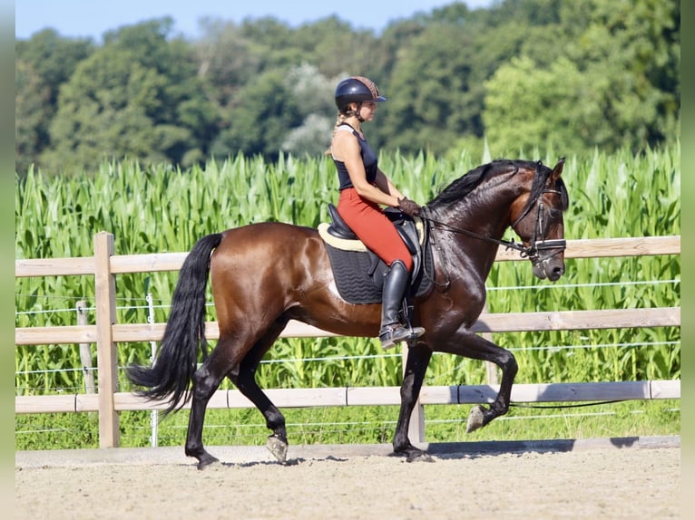 Andalou Étalon 9 Ans 162 cm Bai brun foncé in Bogaarden