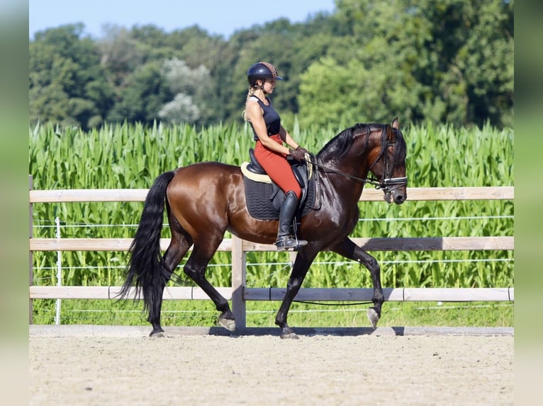 Andalou Étalon 9 Ans 162 cm Bai in Bogaarden