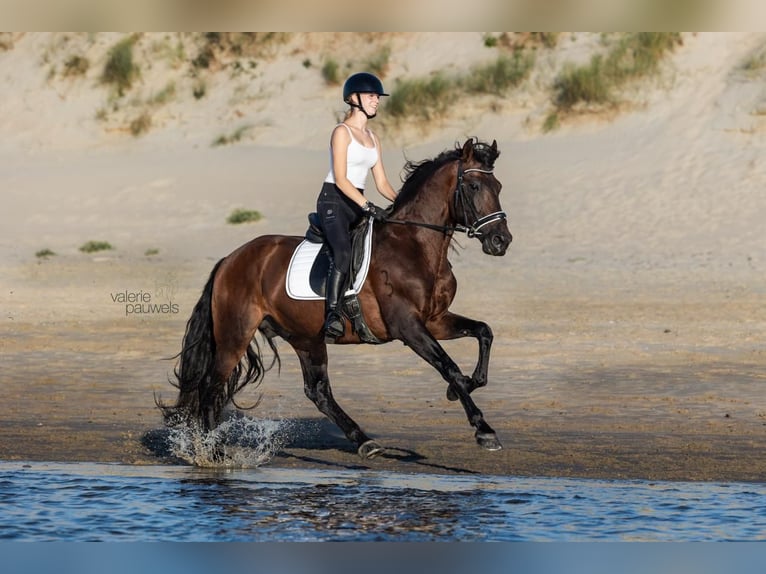 Andalou Étalon 9 Ans 162 cm Bai in Bogaarden