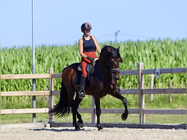 Andalou Étalon 9 Ans 162 cm Bai in Bogaarden