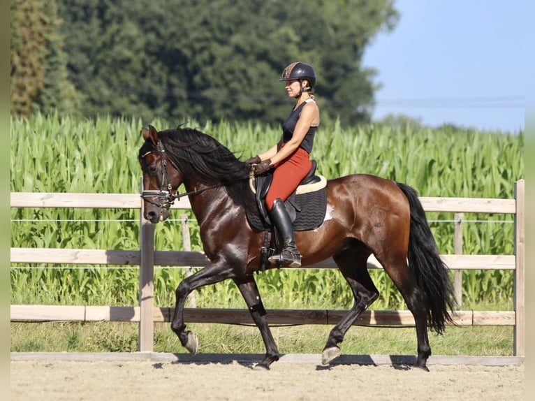 Andalou Étalon 9 Ans 162 cm Bai in Bogaarden