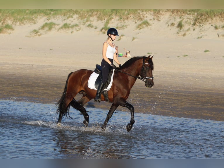 Andalou Étalon 9 Ans 162 cm Bai in Bogaarden