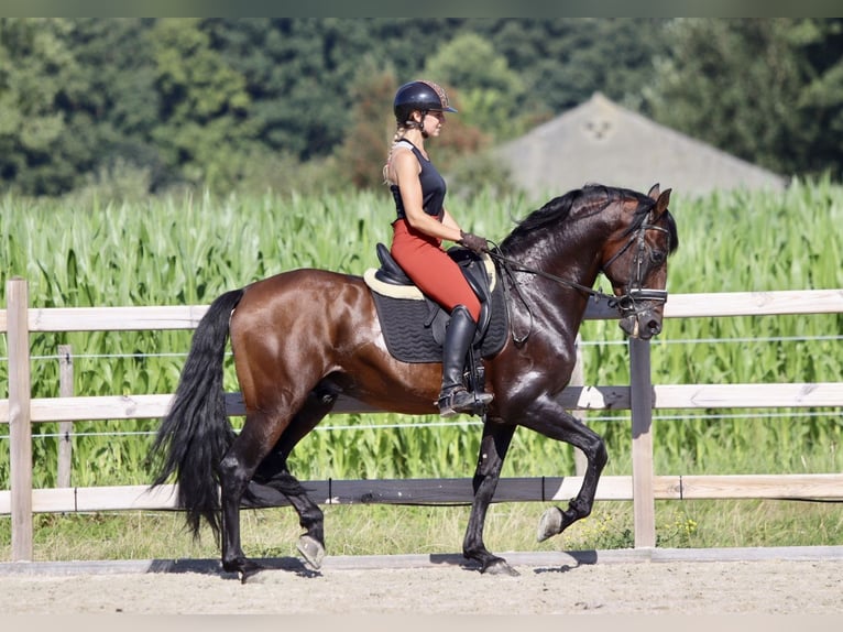 Andalou Étalon 9 Ans 162 cm Bai in Bogaarden