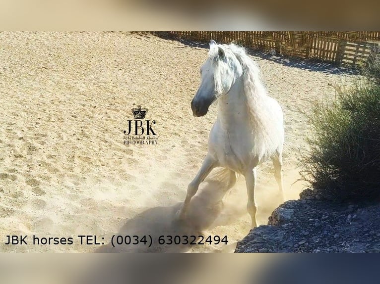 Andalou Étalon 9 Ans 162 cm Gris in Tabernas Almeria
