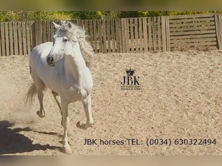 Andalou Étalon 9 Ans 162 cm Gris in Tabernas Almeria