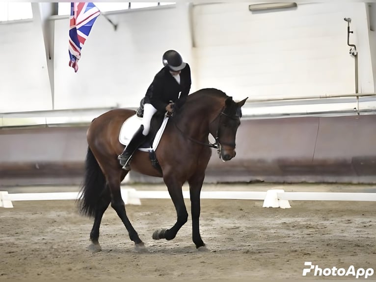 Andalou Étalon 9 Ans 166 cm Bai in Carlazzo