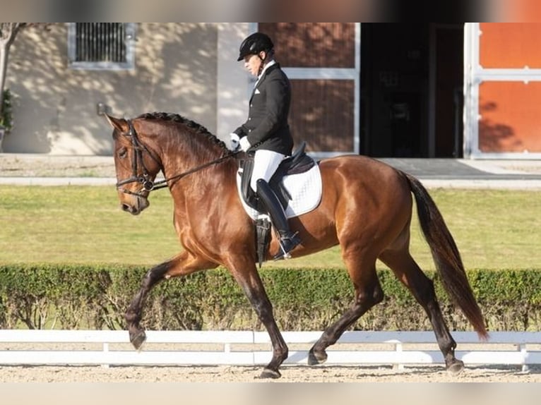 Andalou Étalon 9 Ans Bai cerise in Cadiz