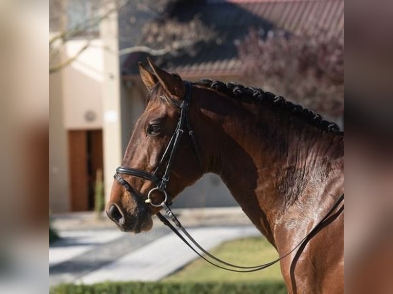 Andalou Étalon 9 Ans Bai cerise in Cadiz