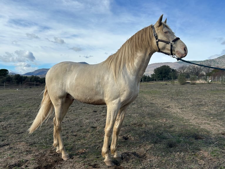 Andalou Croisé Étalon Perlino in San Martin De Valdeiglesias