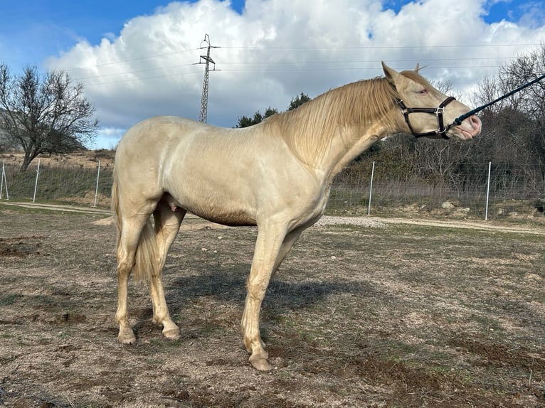 Andalou Croisé Étalon Perlino in San Martin De Valdeiglesias