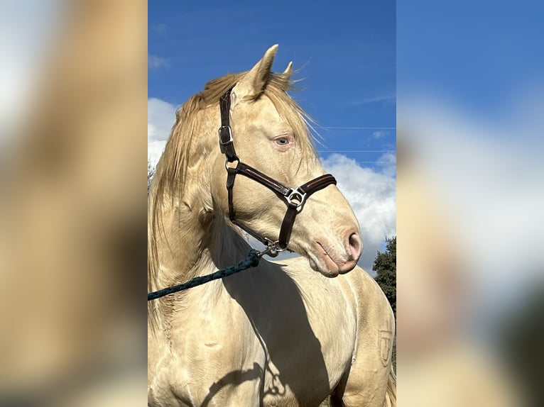 Andalou Croisé Étalon Perlino in San Martin De Valdeiglesias