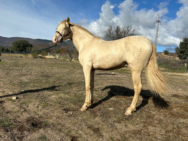 Andalou Croisé Étalon Perlino in San Martin De Valdeiglesias