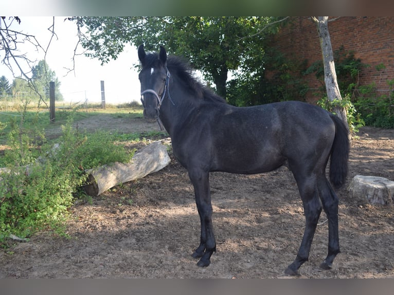 Andalou Étalon Poulain (01/2024) 135 cm Gris in Kraków