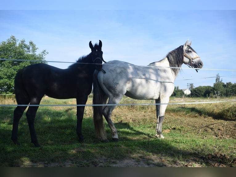 Andalou Étalon Poulain (01/2024) 135 cm Gris in Kraków