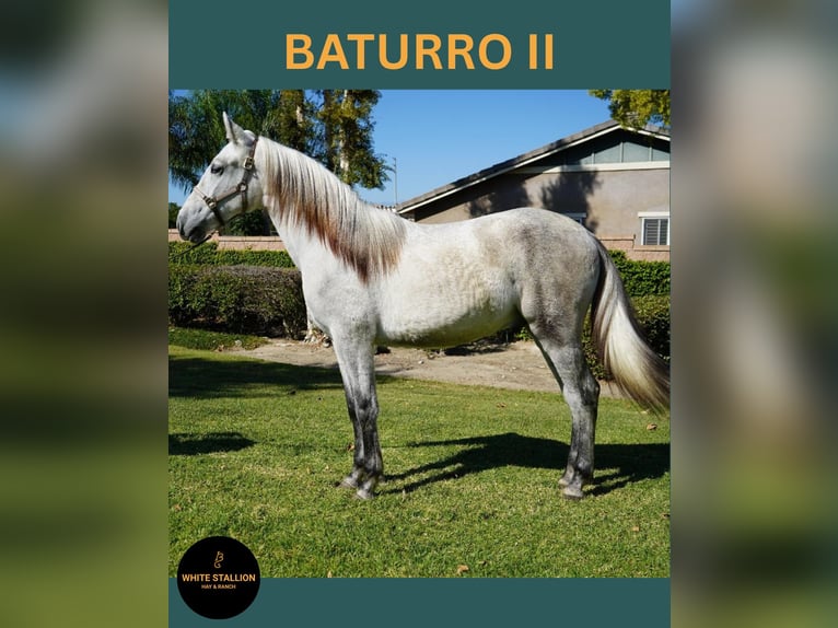 Andalou Étalon Poulain (02/2025) 142 cm Blanc in Corona, CA