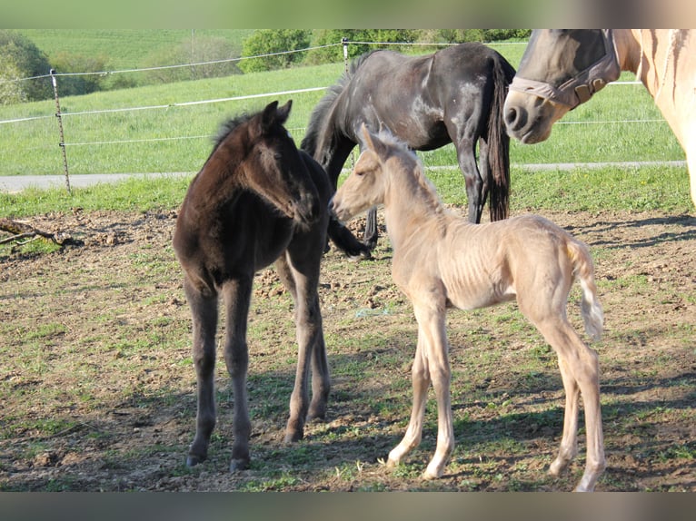 Andalou Étalon Poulain (04/2026) 158 cm Palomino in Engen
