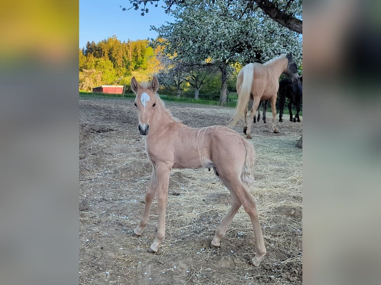 Andalou Étalon Poulain (04/2026) 158 cm Palomino in Engen