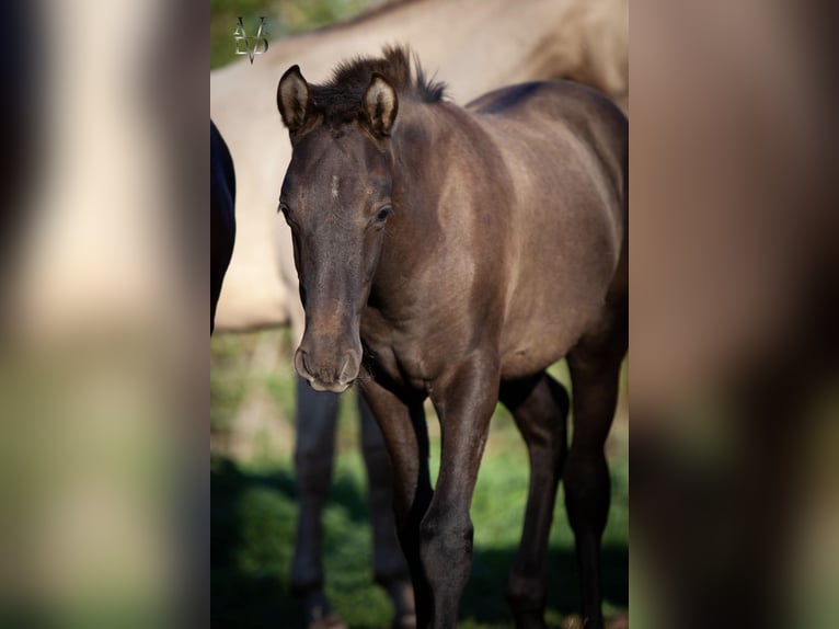 Andalou Croisé Étalon Poulain (05/2026) 160 cm Noir in La Vespière