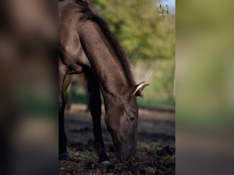 Andalou Croisé Étalon Poulain (05/2026) 160 cm Noir in La Vespière