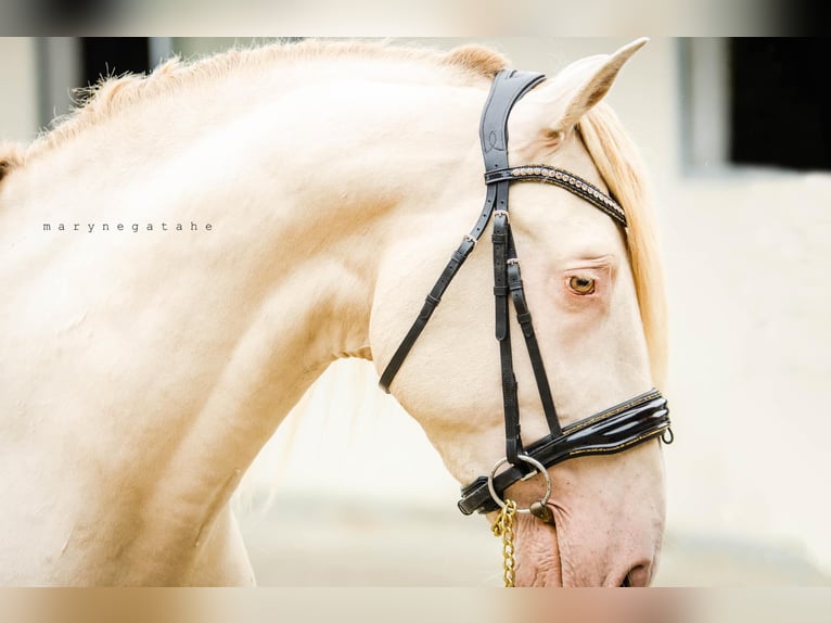 Andalou Croisé Étalon Poulain (05/2026) 160 cm Noir in La Vespière