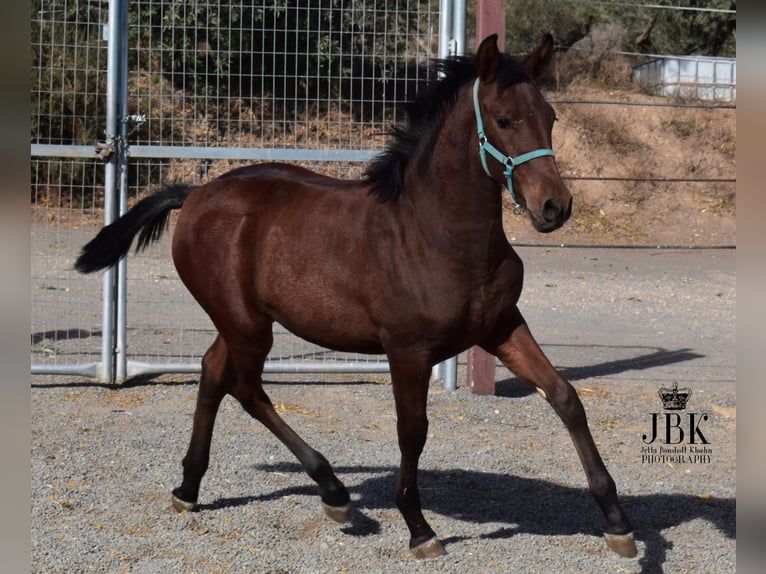 Andalou Croisé Étalon Poulain (04/2025) 163 cm Bai in Tabernas Almeria