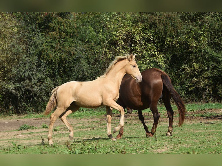 Andalou Étalon Poulain (04/2026) 165 cm Perle in Dochamps