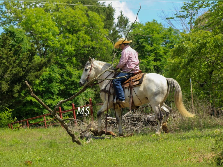 Andalou Hongre 10 Ans 147 cm Gris in Whitesboro