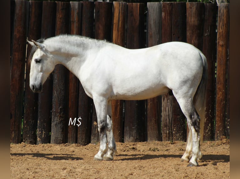 Andalou Hongre 10 Ans 147 cm Gris in Whitesboro