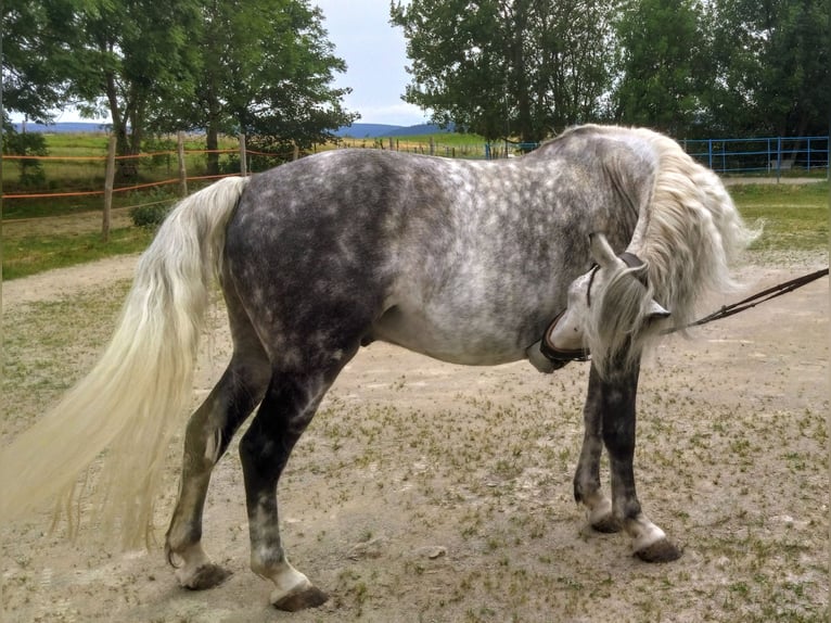 Andalou Croisé Hongre 10 Ans 151 cm Gris pommelé in Scheibenberg