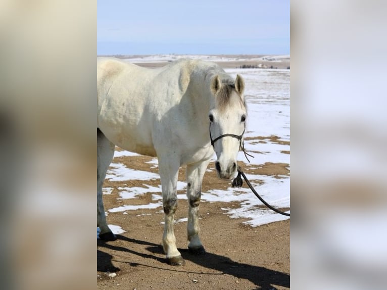 Andalou Croisé Hongre 10 Ans 152 cm Gris in Fort Collins