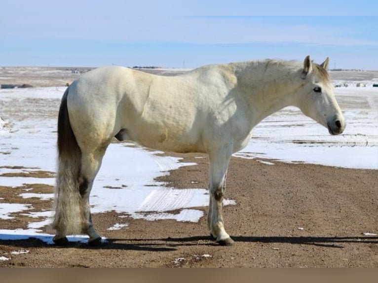 Andalou Croisé Hongre 10 Ans 152 cm Gris in Fort Collins