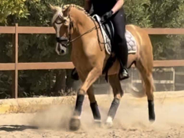 Andalou Hongre 10 Ans 158 cm Palomino in Sevilla
