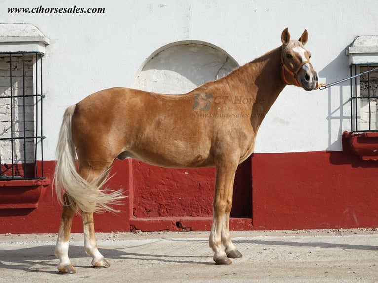 Andalou Hongre 10 Ans 158 cm Palomino in Sevilla