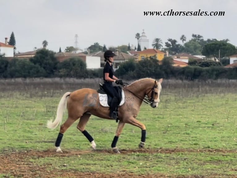 Andalou Hongre 10 Ans 158 cm Palomino in Sevilla