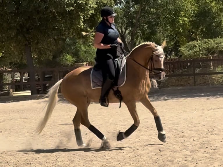 Andalou Hongre 10 Ans 158 cm Palomino in Sevilla
