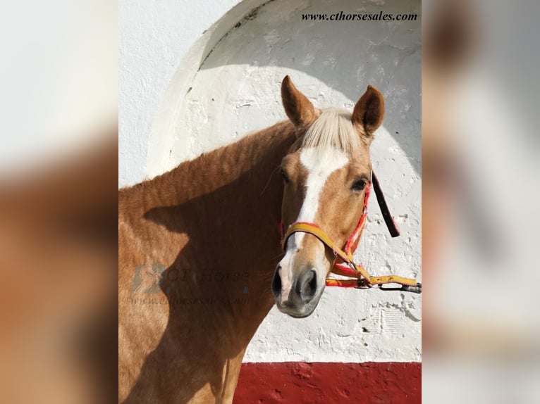 Andalou Hongre 10 Ans 158 cm Palomino in Sevilla