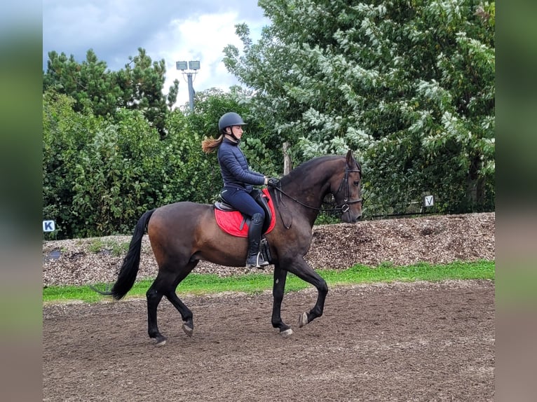 Andalou Croisé Hongre 10 Ans 159 cm Bai brun in Karlshuld