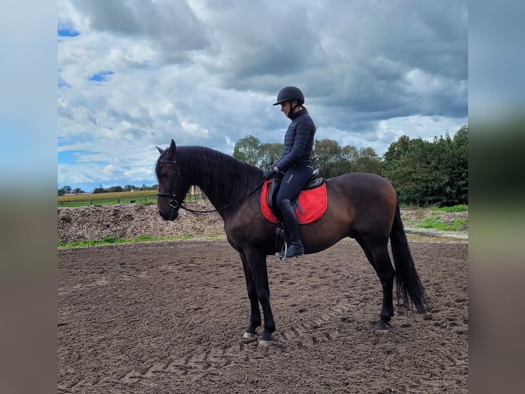 Andalou Croisé Hongre 10 Ans 159 cm Bai brun in Karlshuld