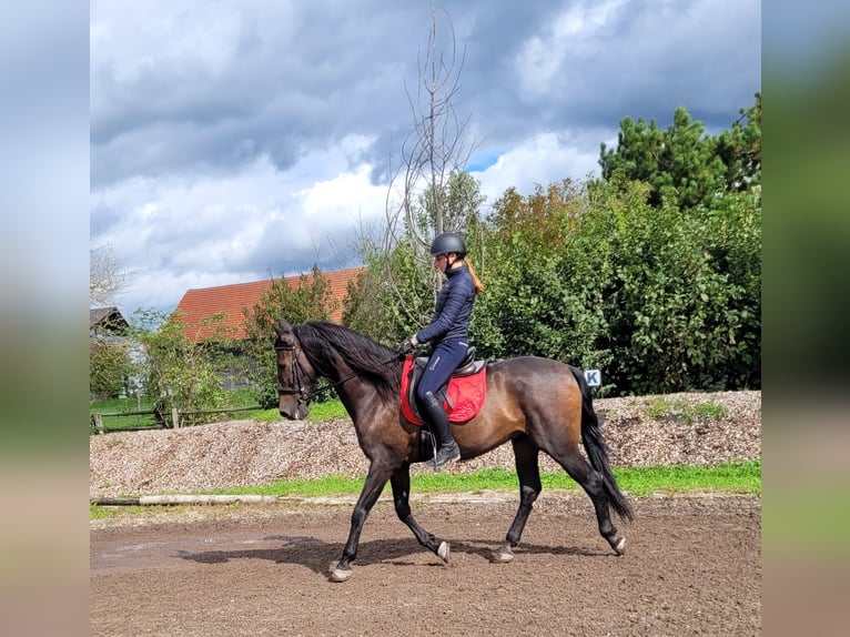 Andalou Croisé Hongre 10 Ans 159 cm Bai brun in Karlshuld